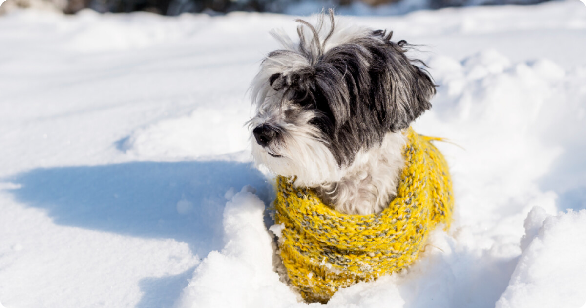 Tippek kiskedvence egészségéért télen