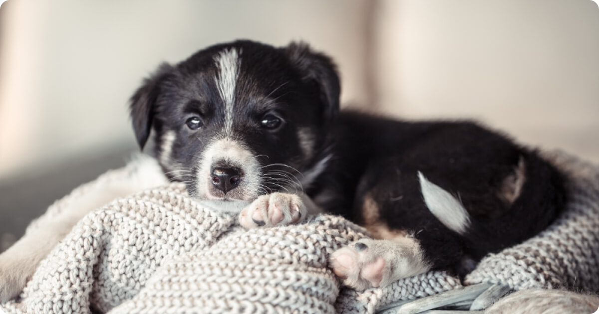 kölyökkutya érkezett a családba