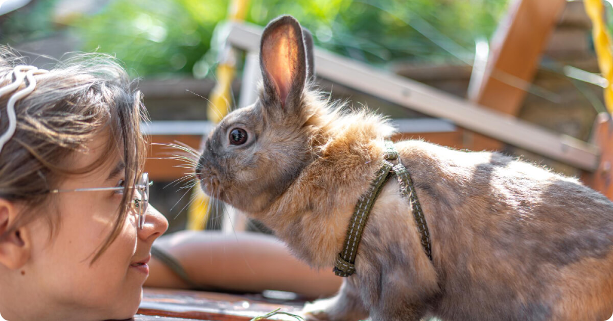 Melyik kisállat illik hozzám