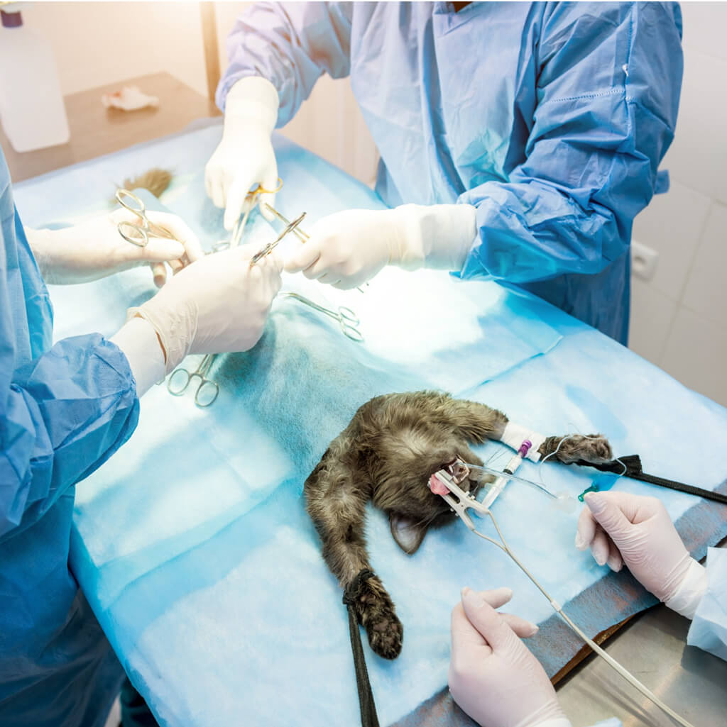 Vetty sebészet szolgáltatásoksok.jpg